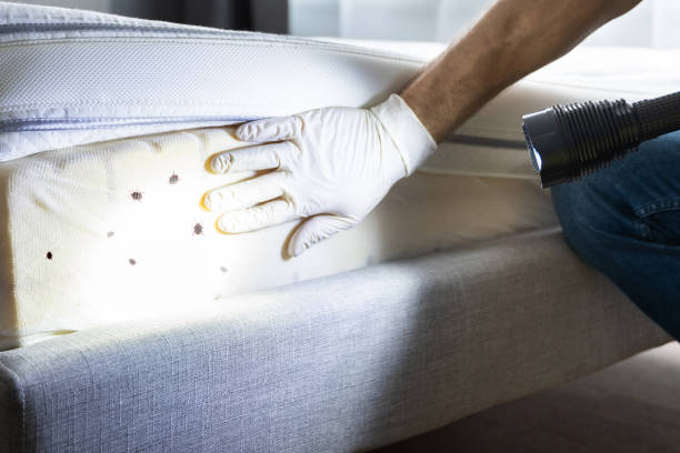 Best Mosquito Control Services  in North Seekonk, MA