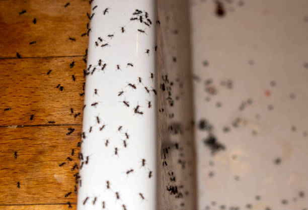 Best Insect Control  in North Seekonk, MA
