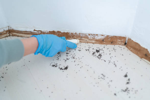 Best Emergency Pest Control  in North Seekonk, MA